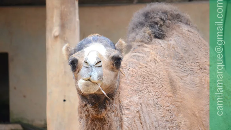 Quanto custa um camelo?